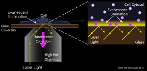 Total Internal Reflection Fluorescence Microscopy (TIRFM)